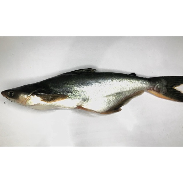 

Ikan Patin segar 1 kg (isi 1 - 3 pcs) sesuai size