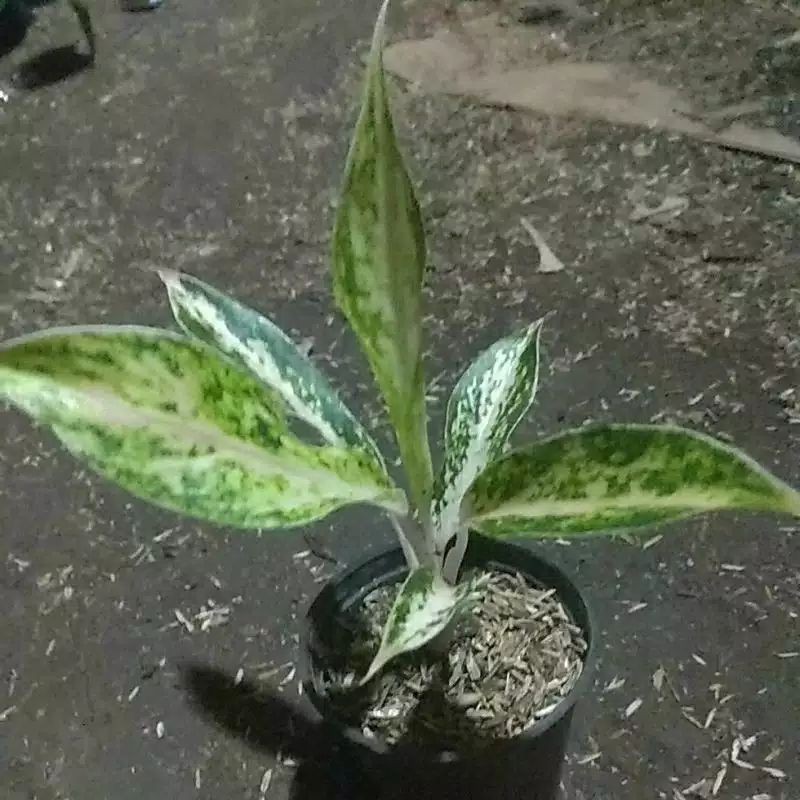 aglonema madona twister white