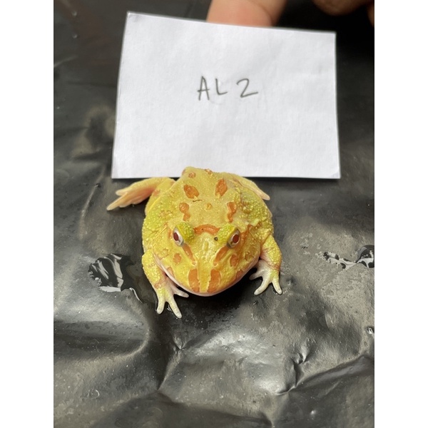 Kodok Pacman Albino AL2