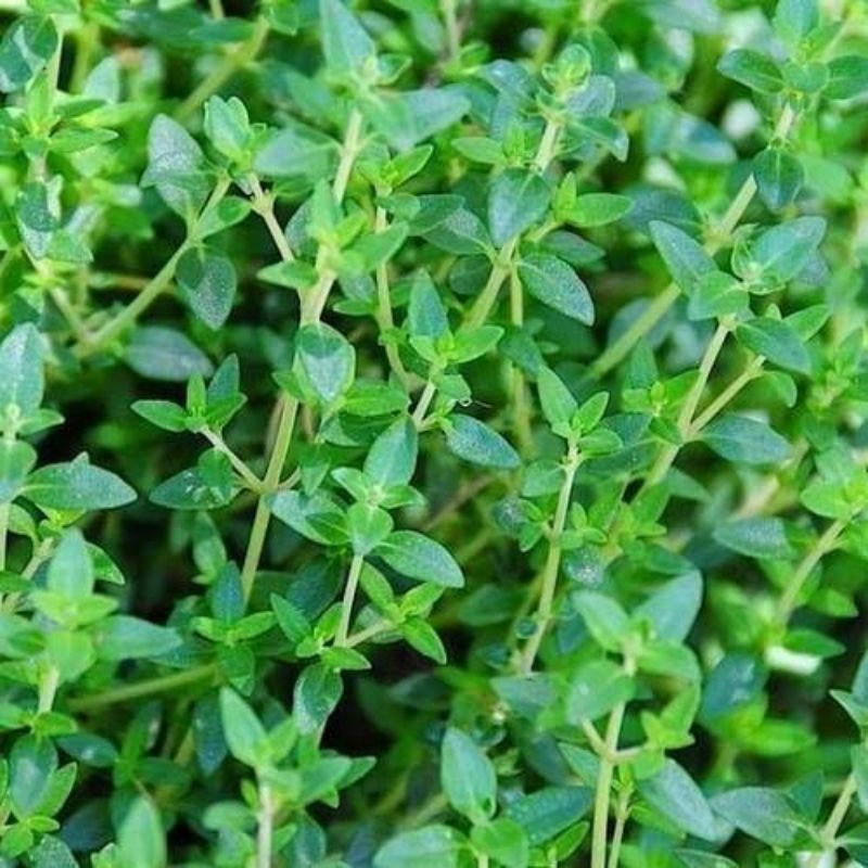 Benih Biji Daun Herbal Thyme