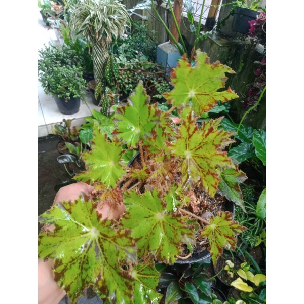 begonia bintang