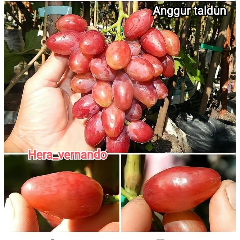 Bibit Anggur Import Taldun Super Grafting