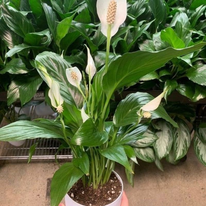 Peace Lily 'Spatuphilum' / Tanaman Hias Indoor