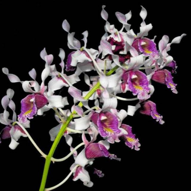 DENDROBIUM NINDII SEDLING