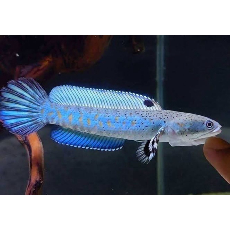 

CHANNA BLUE PULCHRA