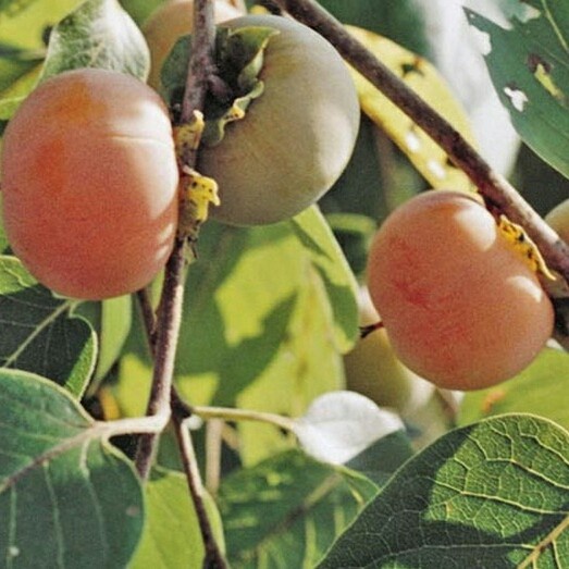 Bibit murah okulasi buah kesemek jepang Pohon Kesemek