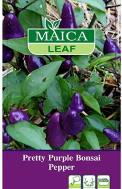 Benih Cabe Ungu pack