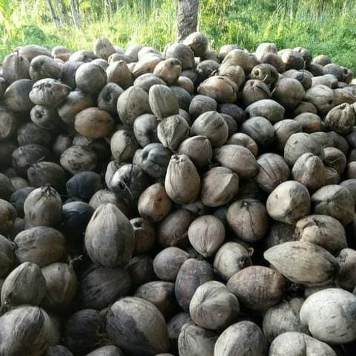 

Kelapa Original - Untuk Santan
