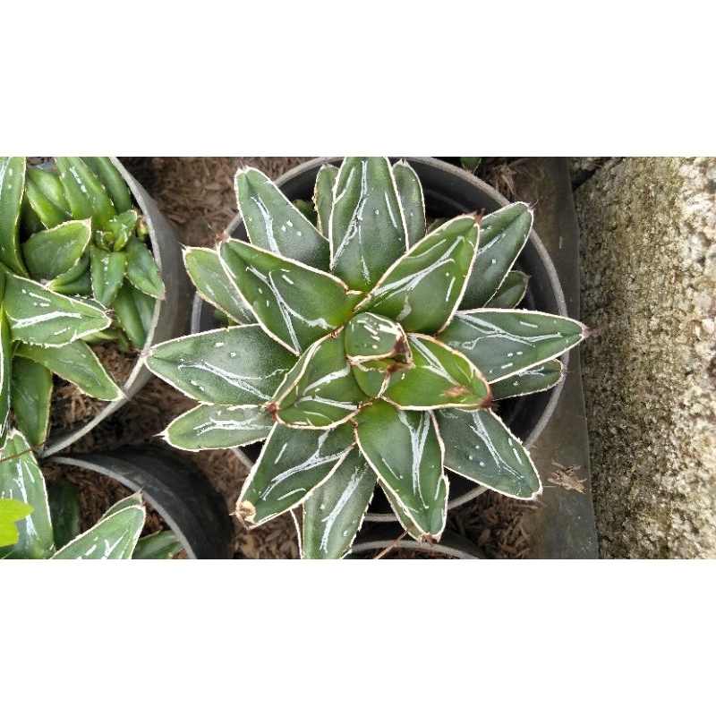 agave himeson noyuki