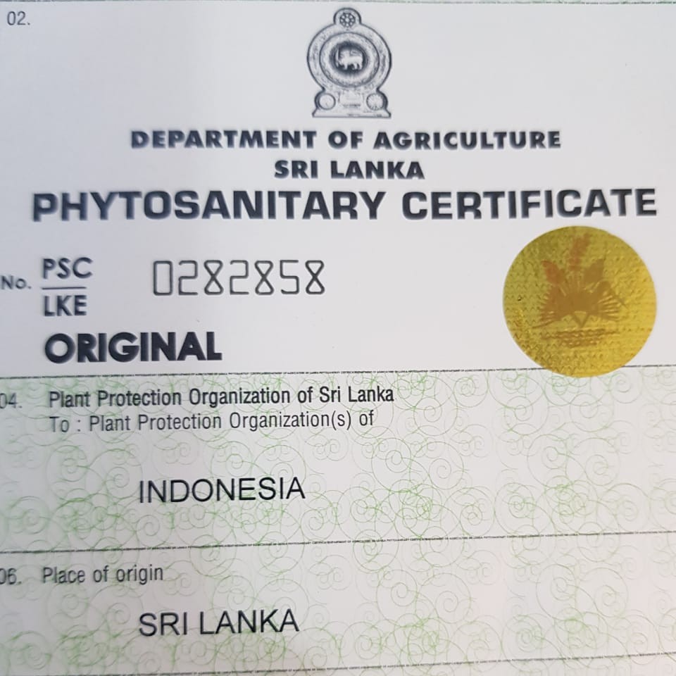 

HG Termurah/jual Kayu manis Ceylon orinal srilanka/Ceylon Cinnamon 50gr /Ceylon Cinnamon /bisa COD