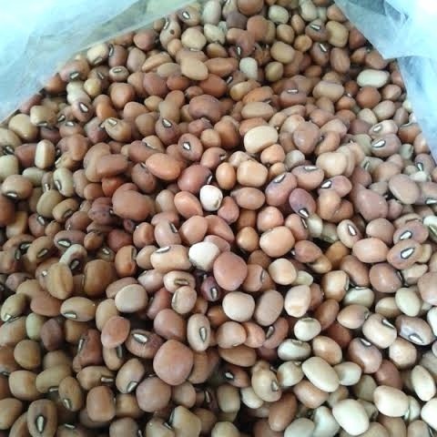

kacang tolo mentah per 250gr