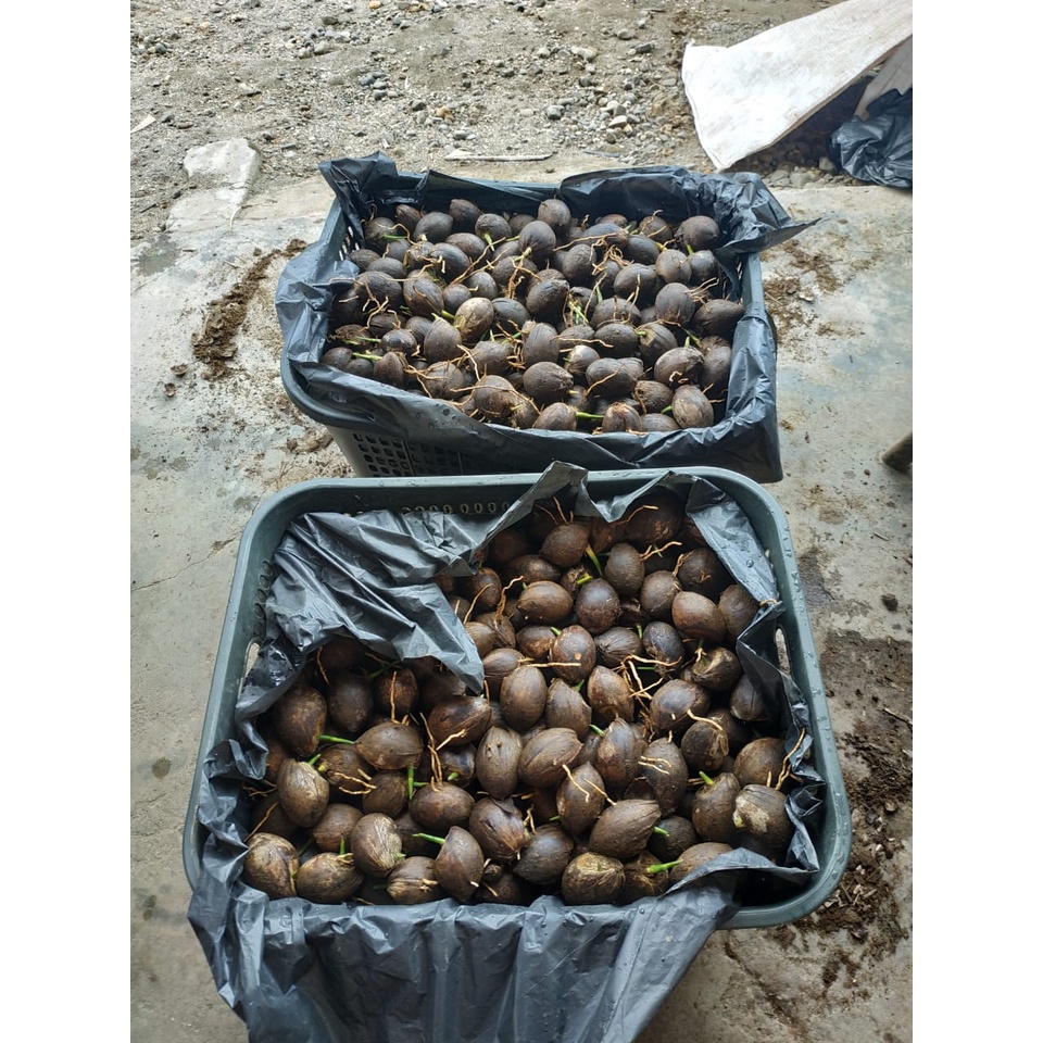 Kecambah Pinang Pandan Wangi Hibrida Bibit Unggul