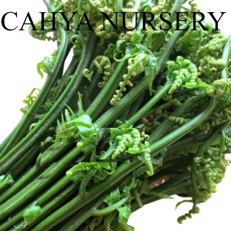 

Promo SAYUR PAKIS 1kg