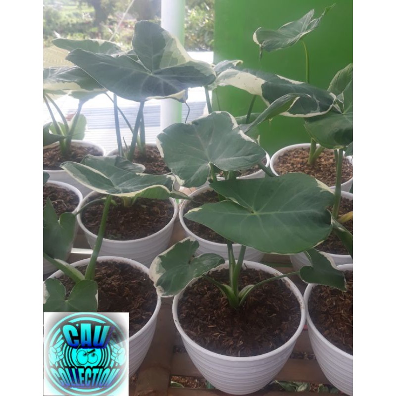 keladi kantong semar/keladi tikus varigata