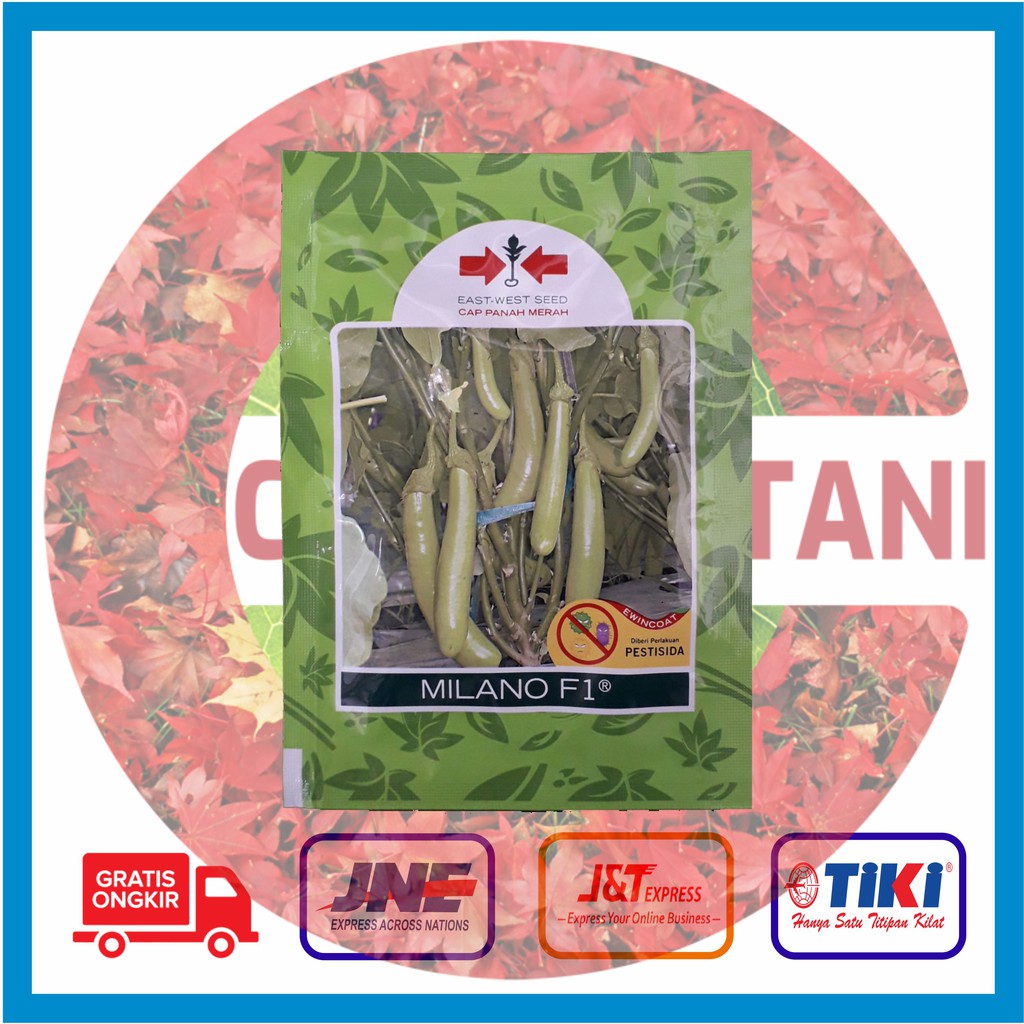 Benih Terong Hijau Milano @ 1100 butir