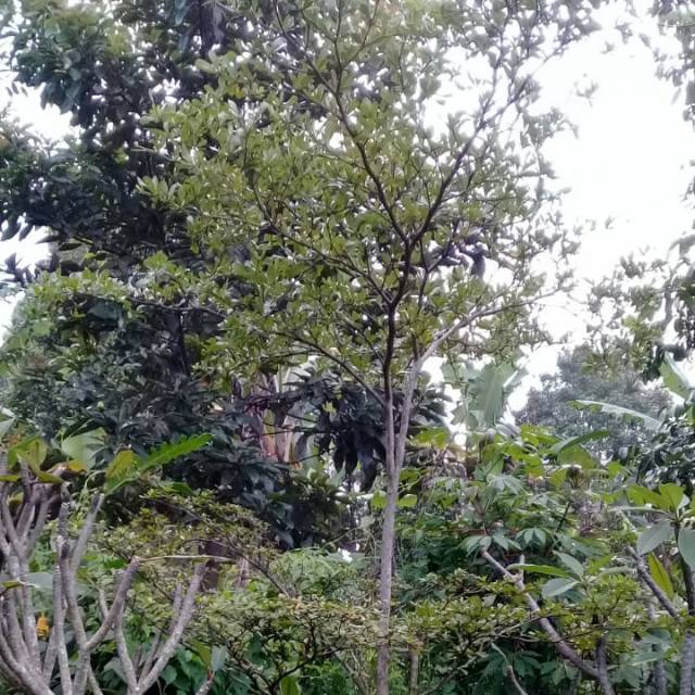 fahmidarmawanwijayanto