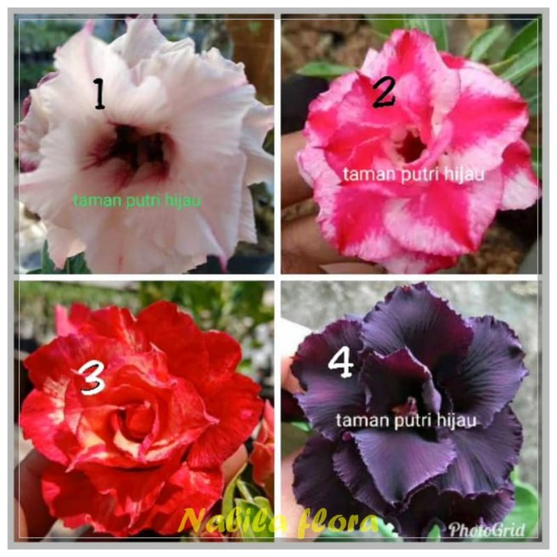 PROMO..!!Paket 4 jenis tanaman hias kamboja japanese adenium bunga tumpuk bibit bunga tumpuk murah