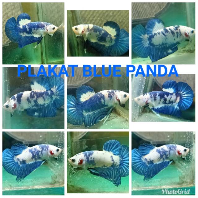 9200 Koleksi Gambar Ikan Cupang Panda Terbaik