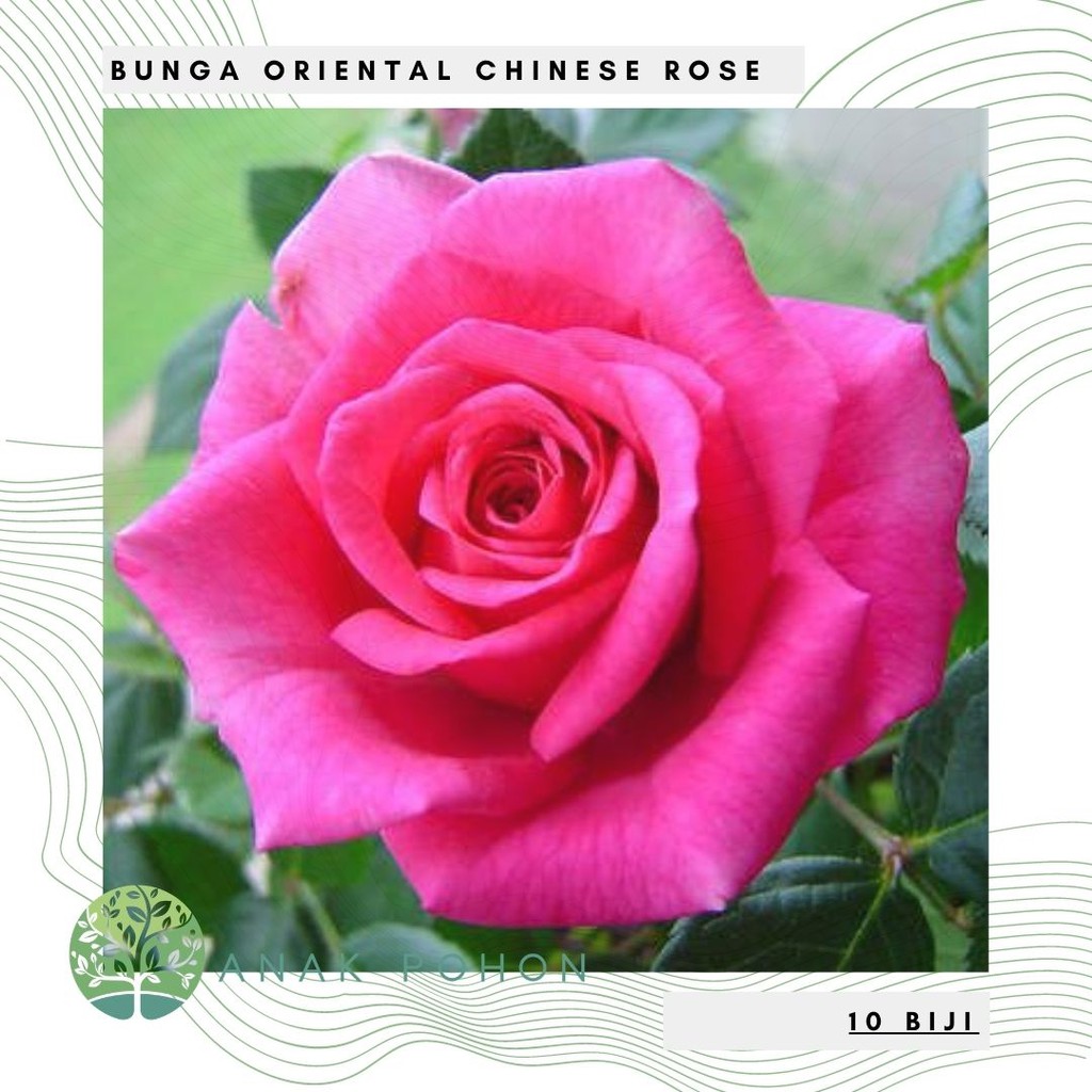 Benih Bibit Biji - Bunga Mawar Oriental Chinese Rose (Rosa chinensis) Flower Seeds - IMPORT