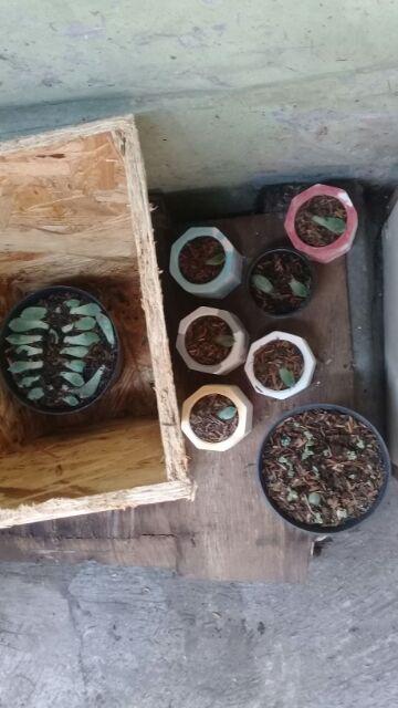 Pot Mini Marble Kuning Putih