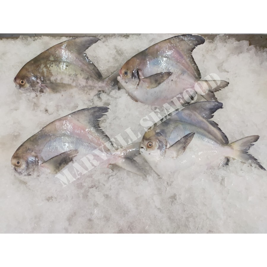 

IKAN BAWAL BANCI FROZEN SIZE ( 200-300) GRAM PER KG ISI 4 EKOR