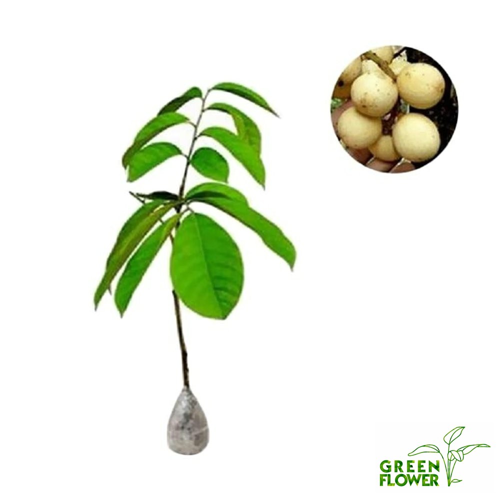 bibit buah duku tanpa biji