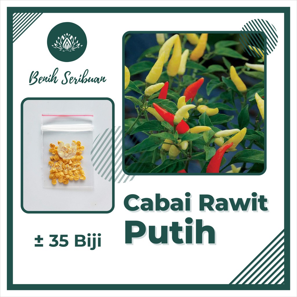 Paket Bibit Cabe 5 Macam Benih Sayuran Cabai Rawit Merah Hijau Putih Keriting Besar Tanaman Sayur Unggul Berkualitas