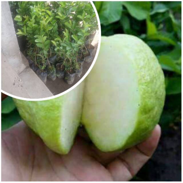 Bibit jambu kristal cangkok