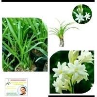 bibit bunga wangi #sedap malam