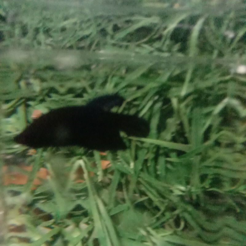 Betta_fish_black