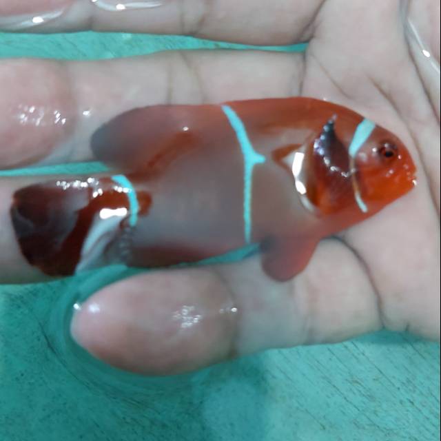 Ikan Hias Laut Balong