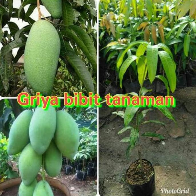 y@i BIBIT BUAH MANGGA MAHATIR clr