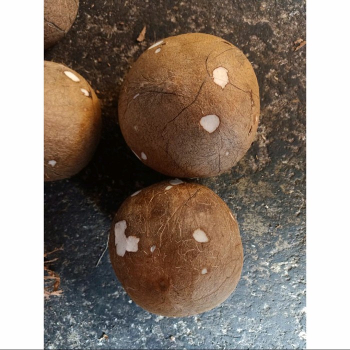 

KELAPA TUA UTUH 1 BUAH
