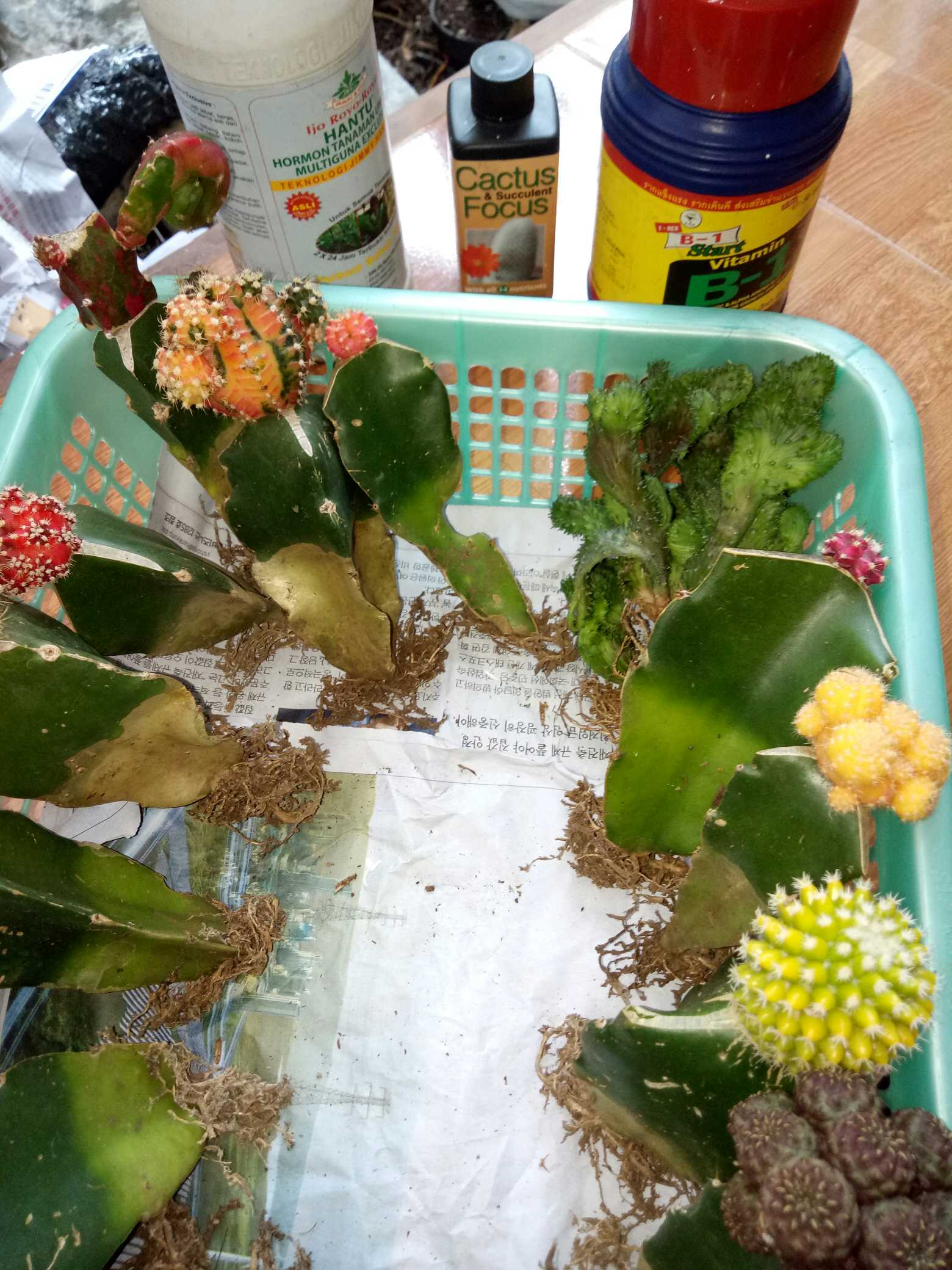 Kaktus Gymno Paket Sultan Dipot 10cm