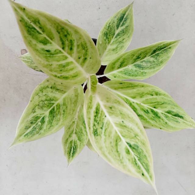 Tanaman Hias Aglonema Lipstik White / Tanaman Hias Aglonema Murah / Tanaman Hias Hidup / Bunga Hias 