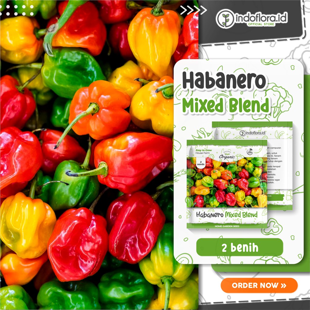 BENIH CABAI HIAS MINI HABANERO CABE MIXED SWEET HABANERO 2 BENIH