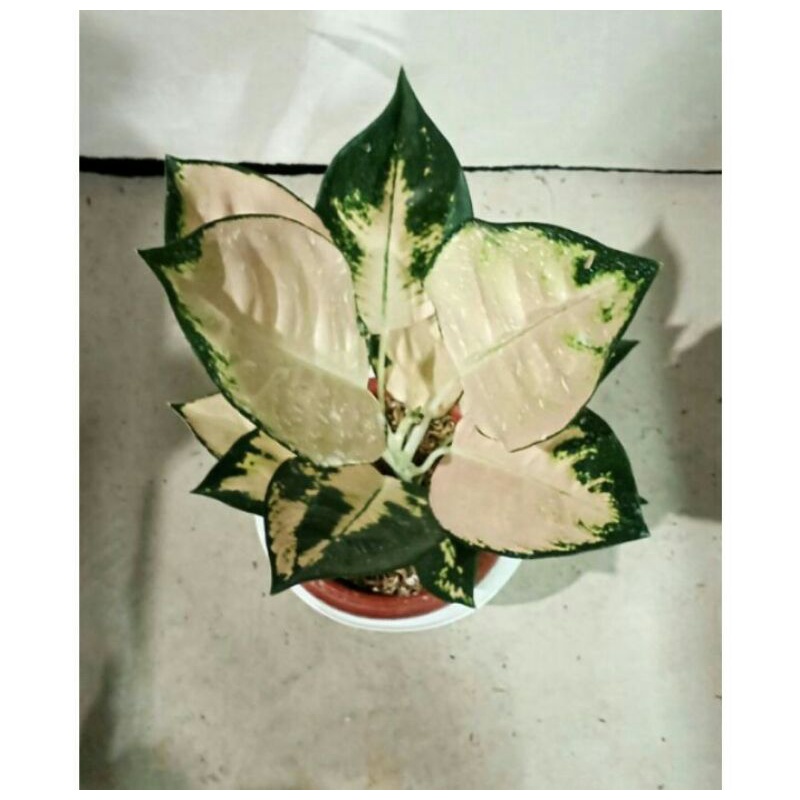 bonggol aglonema escada