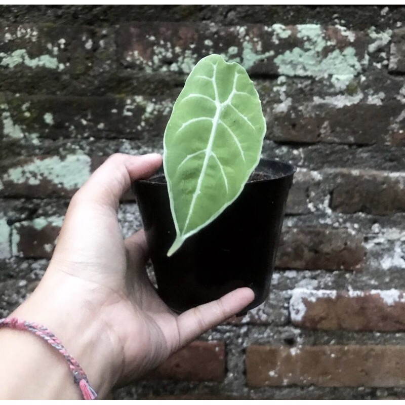 Alocasia watsoniana glossy alokasia watsonia murah