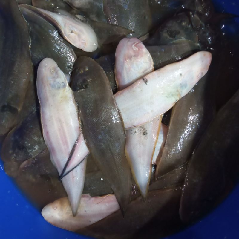 

Ikan Lidah Fresh