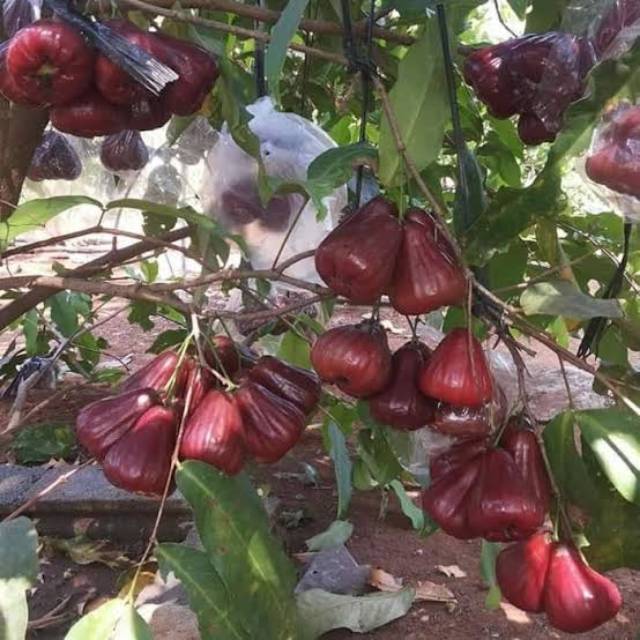 Bibit jambu air balckdiamond