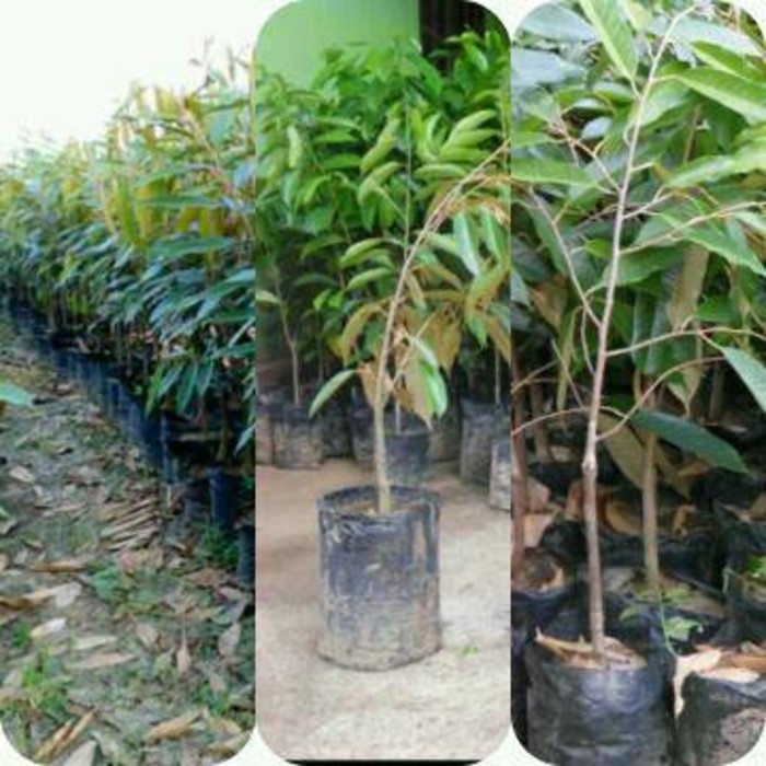 Paket 3 Bibit Durian Montong, Musangking dan Bawor