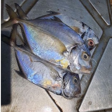 

promo ikan kwe segar dan fresh