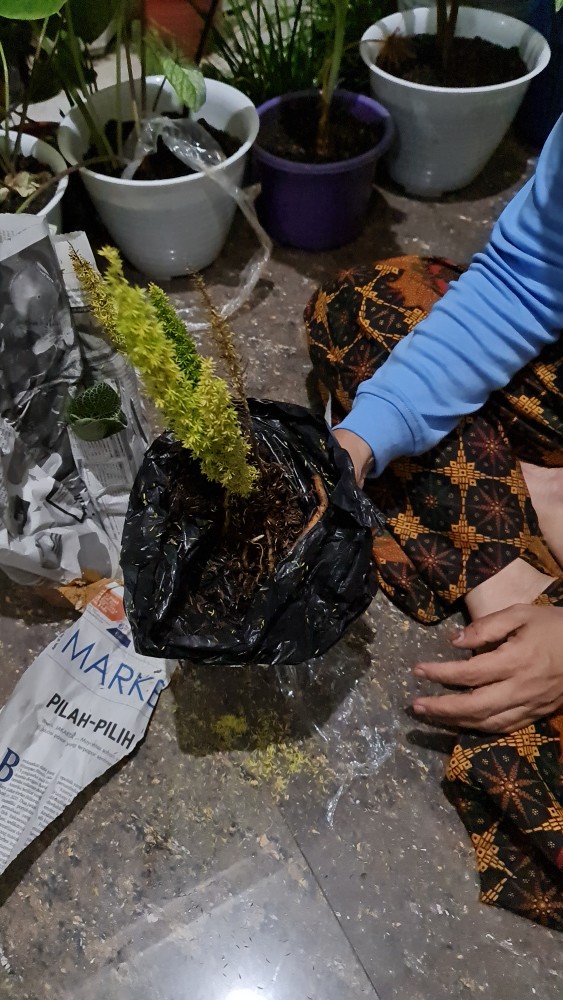 Tanaman Hias Hidup Ekor Tupai - Bibit Tanaman Ekor Tupai