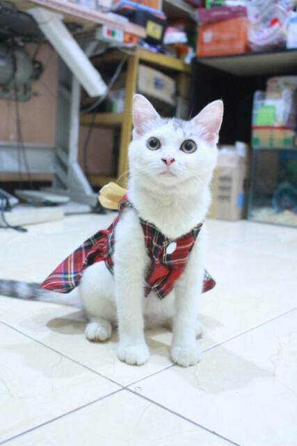 Dress kotak-kotak merah untuk kucing &amp; anjing /Jual Baju Kucing Terlengkap &amp; Berkualitas size S-XL