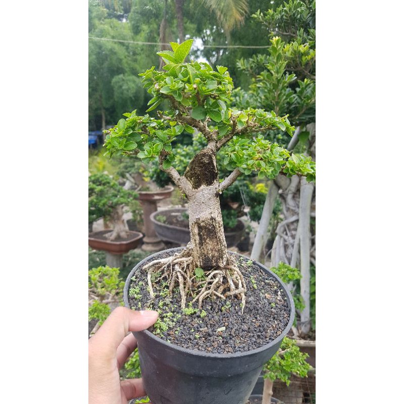 Tanaman hias bonsai sancang