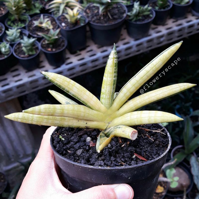 Sansevieria boncellensis variegata