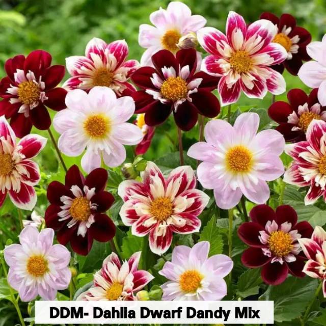 Benih Bunga Dahlia Dwarf Dandy Mix