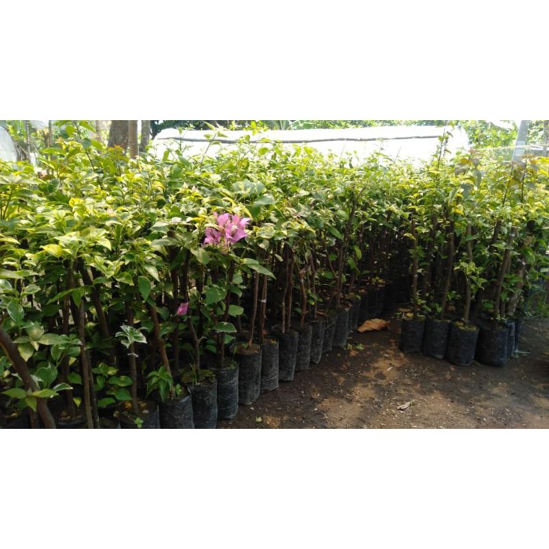 Bougenville 3 warna | bugenvil