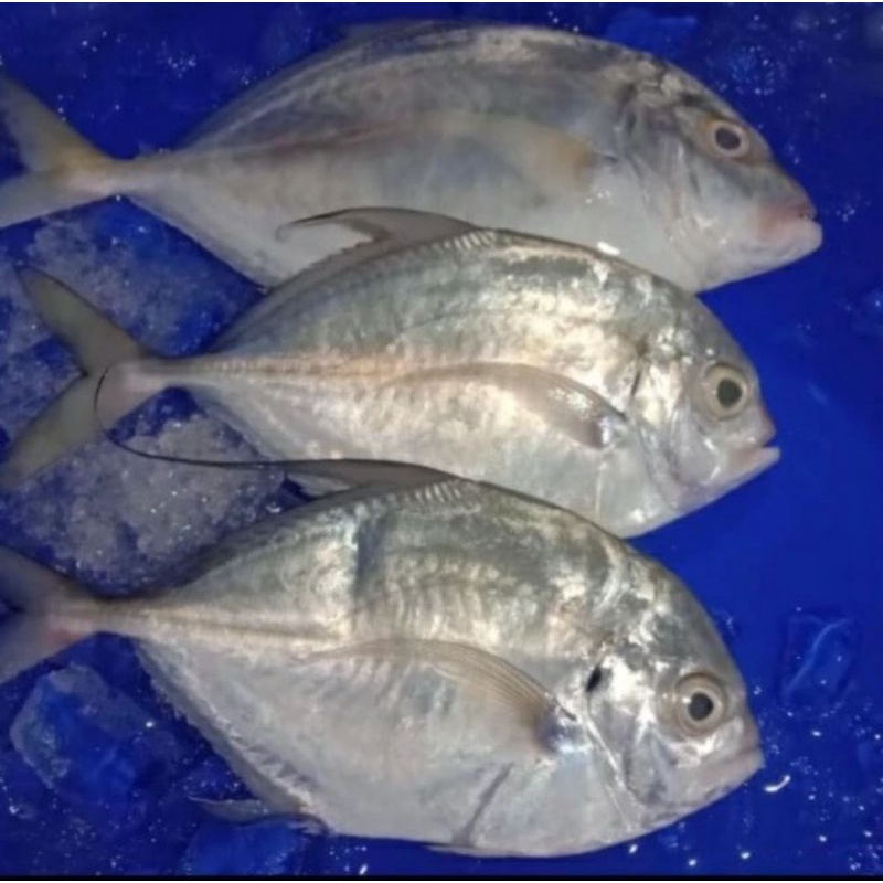 

Ikan Kuwe Fresh Segar 1Kg Langsung Dari Nelayan Dijamin Fresh Segar Ya 100%