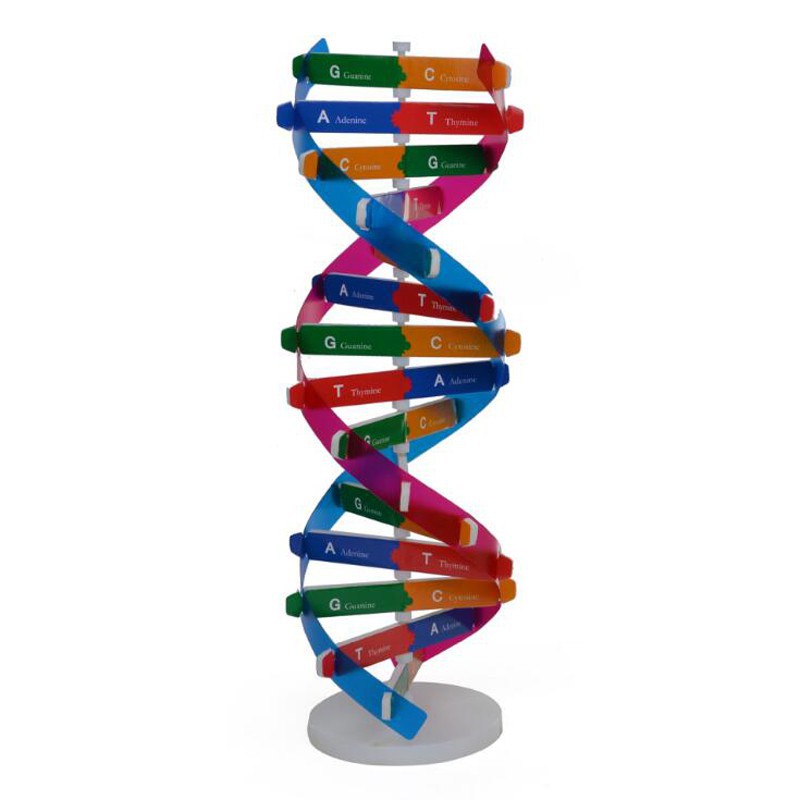 New Fashion Hot Diy Human Genes Dna Models Double Helix Science Test Kit Shopee Indonesia